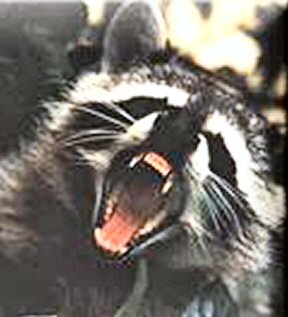 Raccoon_fierceAA.jpg