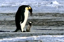 Penguin&Chick13AA.jpg