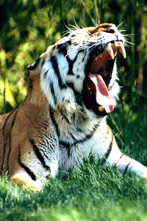 Tiger-roaring_s.jpg